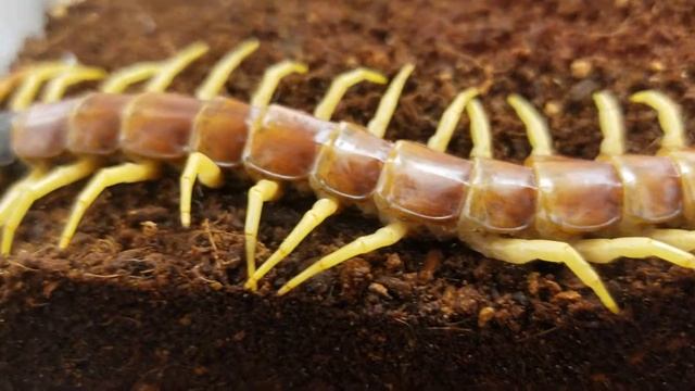 7" Scolopendra heros (Giant Desert Centipede) смотреть онлайн