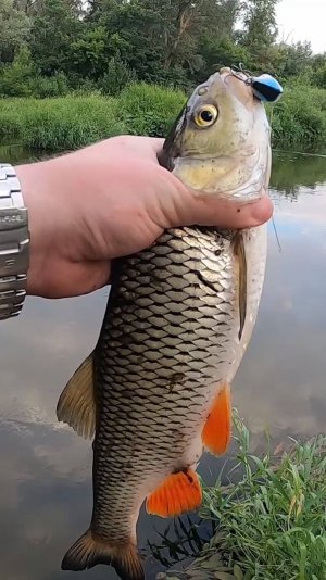 🔥 Рабочий Воблер на Голавля с АлиЭкспресс ❗