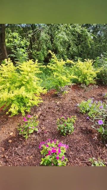 Sunshine Ligustrum. Full sun evergreen. Beautiful color all year round #gardening смотреть онлайн