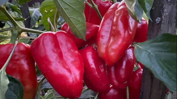 Урожай зашкаливает! Самые урожайные сорта перца.