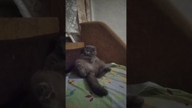 Барс под бит) смотреть онлайн