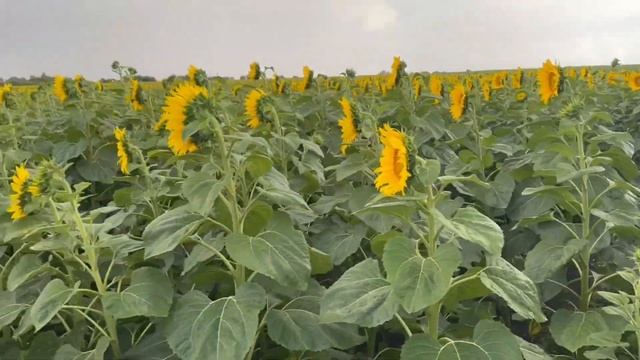 Здивування. Соняшник Сайберік на 12 липня 2023 г. Різниця між прямим висівом та класичною пахотою. смотреть онлайн