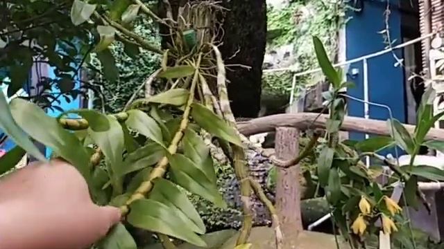 Dendrobium friedericksianum смотреть онлайн