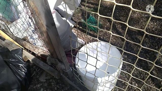Клумба, гусятки, бурундук. смотреть онлайн