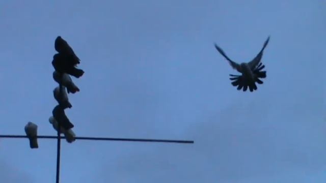 Голуби 63 смотреть онлайн