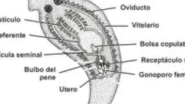 taenia Solium смотреть онлайн