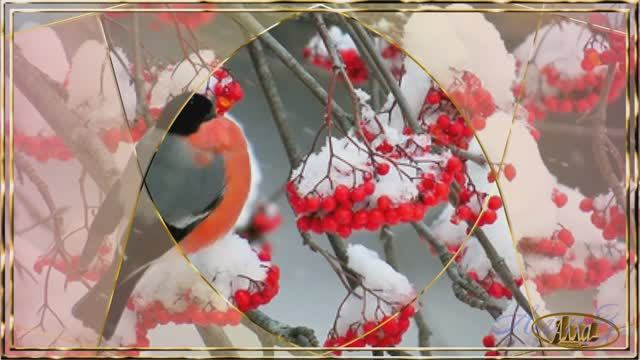 🌹🌹🌹 РЯБИНА НА СНЕГУ, КОРОТКИМ БЫЛО СЧАСТЬЕ ! ОЛЕГ АЛЯБИН ! смотреть онлайн