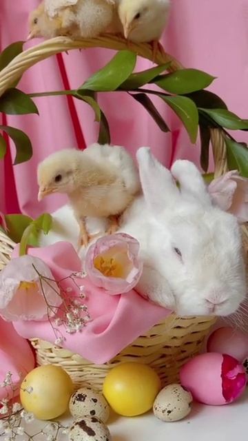 🐇🐔#shorts #shortvideo #trending #minecraft #motivation #trend #amazing #makeup #trend #news смотреть онлайн