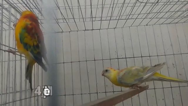 Rosella Bird breeding tips смотреть онлайн