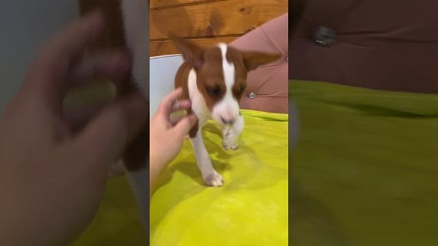 Девочка басенджи Лапочка 🫶 смотреть онлайн