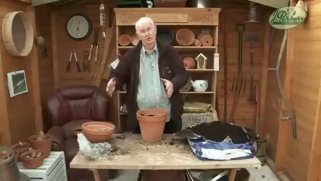 How to Plant Cannas: Summer Garden Guide смотреть онлайн