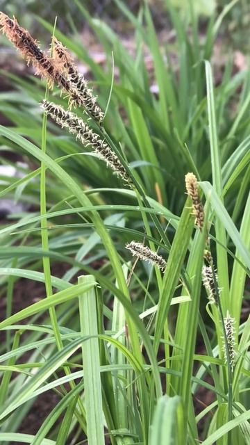 Злак в саду-Carex obnupta- Осока вздутоносая #клумба #сад #kõrreline #осока #злаки смотреть онлайн