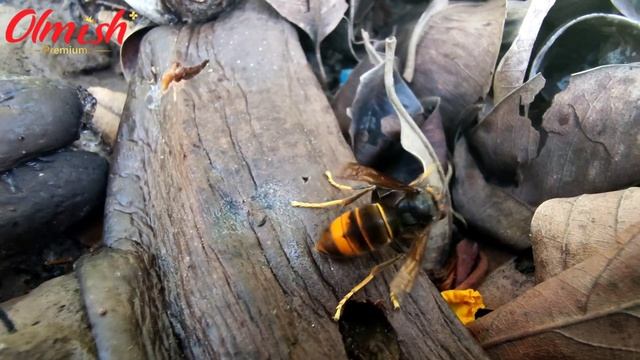 Agriculture Of Vietnam