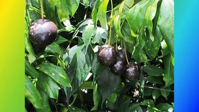 Tác dụng chữa bệnh của cây mắc nưa смотреть онлайн