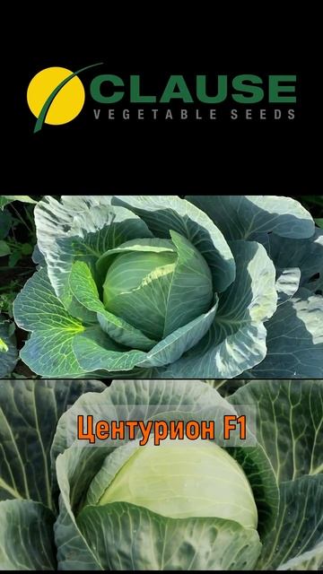Гибрид проверенный временем! Капуста Centurion/Центурион F1! смотреть онлайн