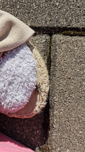 The nursery web spider (Pisaura mirabilis) ✨️ #nature #spider смотреть онлайн