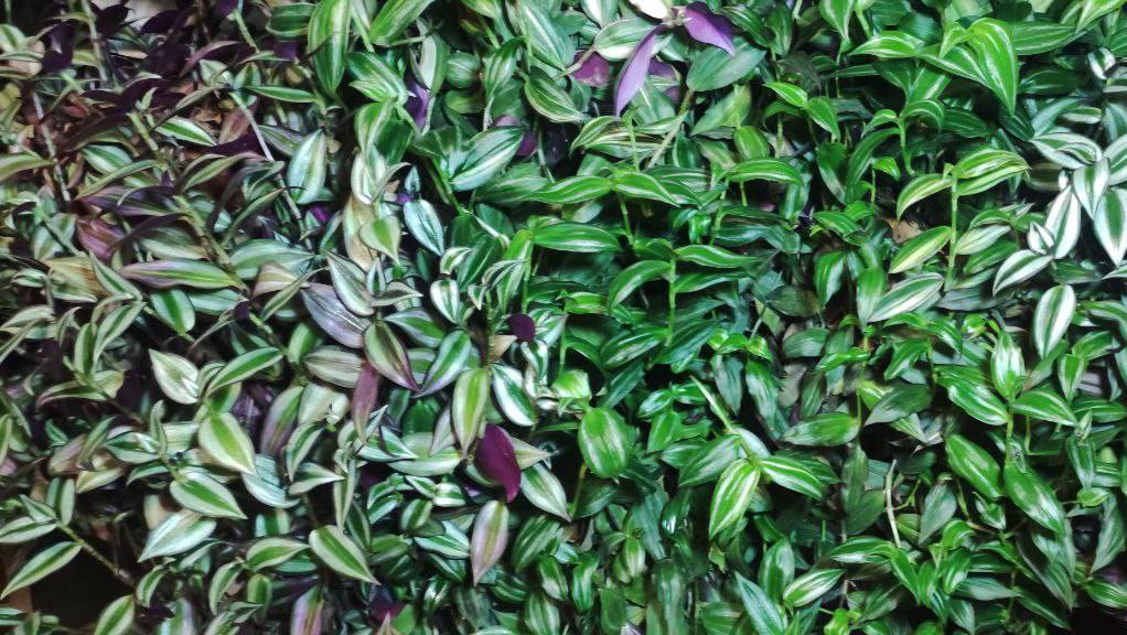 Как вырастить шикарные кусты традесканций каллизий зимой в домашних условиях. Готовлюсь к весне. смотреть онлайн