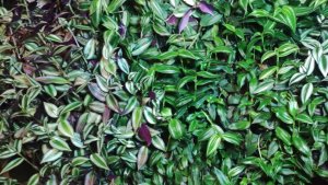 Как вырастить шикарные кусты традесканций каллизий зимой в домашних условиях. Готовлюсь к весне.