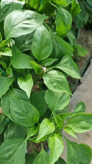 Перец Палермо удивляет. Павук странный. смотреть онлайн