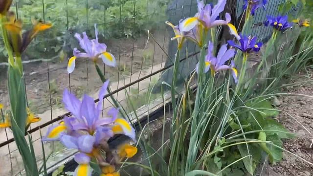 |НАШИТЕ ЦВЕТЯ| Ирис - още един различен сорт смотреть онлайн