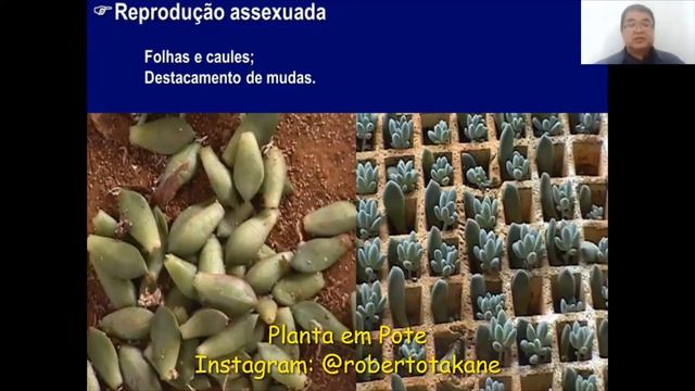 ESTAQUIA FOLIAR de DEDO DE MOÇA e outras Suculentas! Vamos produzir mudas? Prof.Roberto Takane смотреть онлайн
