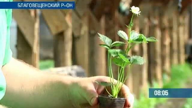 ЗЕМЛЯНИЧНЫЙ УРОЖАЙ смотреть онлайн