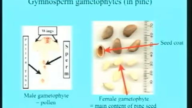 Lecture 32. Angiosperm Life Cycle and Diversity (Biology 1B, Fall 2010, UC Berkeley) смотреть онлайн