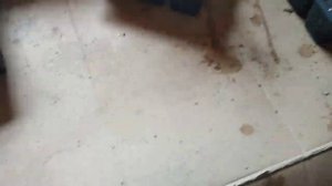 Как укоренить голубику без тумана, какой результат получился у меня.