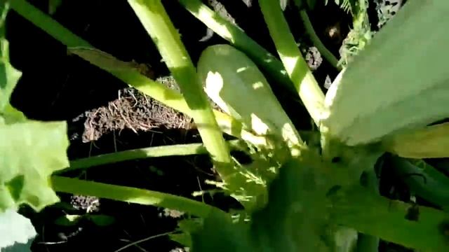 ОБЗОР - КАБАЧКИ в Кубеинке (05.08.17) смотреть онлайн