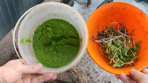 Ряска на корм домашней птице. Выращивание ряски в подвале круглый год. Состав ряски.