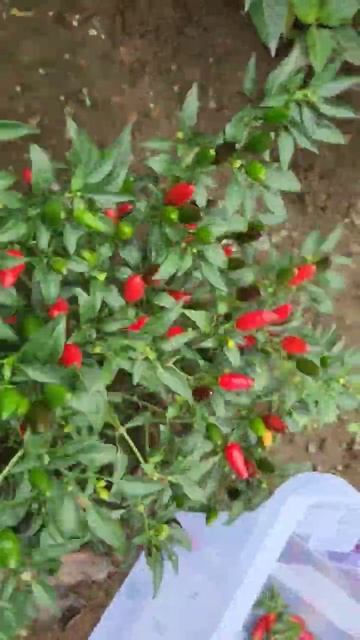 Hot Chili Pepper Picking смотреть онлайн