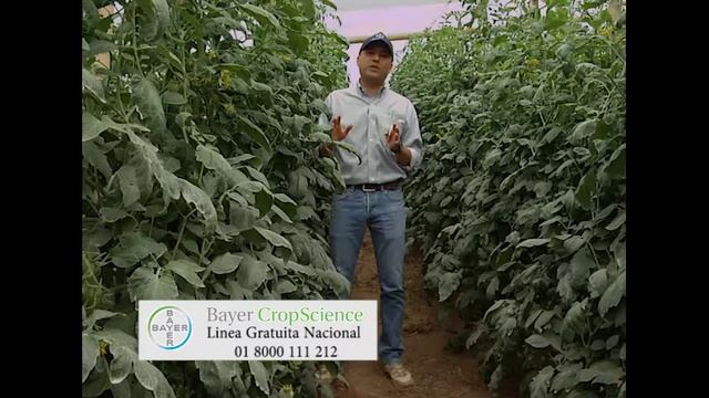 1 de diciembre de 2017 Cuidados en el cultivo de tomate Bayer Cropscience смотреть онлайн
