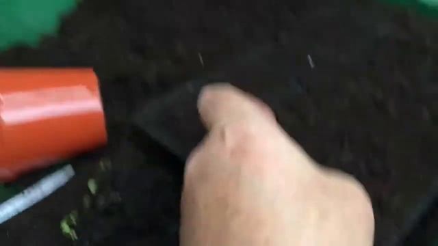 Quest for Veg - pricking out seedlings смотреть онлайн