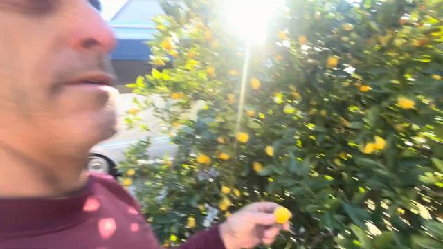 The Limequat Citrus смотреть онлайн