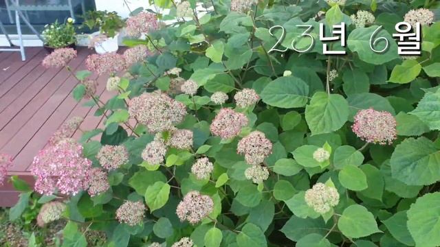 아나벨 수국은 꼭 키우세요/ 3년동안의 성장 과정 / 너무나 사랑스러운 꽃 смотреть онлайн