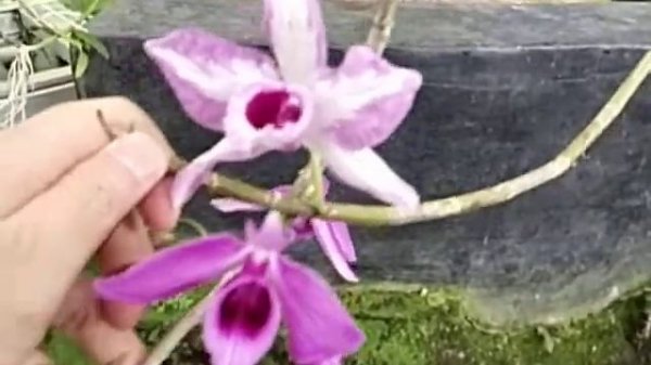 Dendrobium anosmum 'Superbum' VS 'Touch of Class'