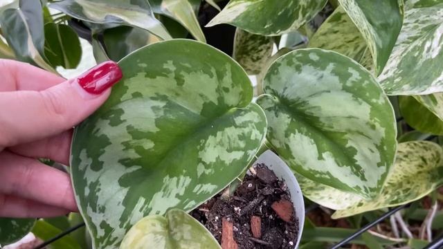 A Tour Of My Indoor Houseplants That I Don’t Show Very Often. смотреть онлайн