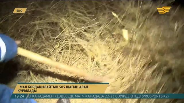 БҚО-да мал бордақылайтын 500-ден астам шағын алаң құрылады смотреть онлайн