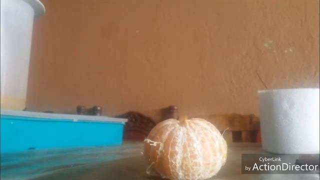 Time lapse of mandarina смотреть онлайн