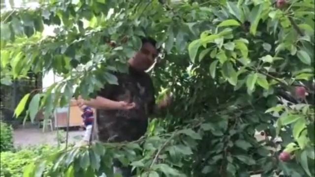 Мамина черешня смотреть онлайн