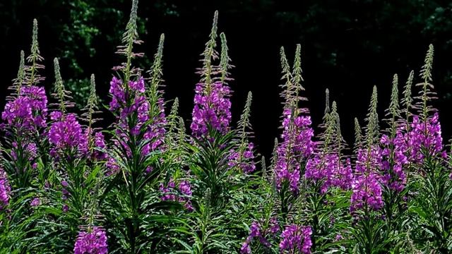 Павлецов Влад Русь смотреть онлайн