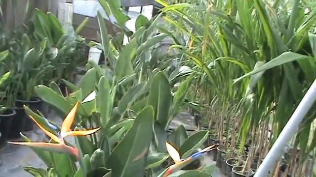 Videos de Plantas. смотреть онлайн
