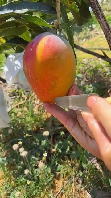 OMG😱😋🥭#usa #fruit #asmr #shorts смотреть онлайн