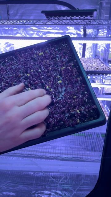 Healthy plants! #microgreens #peas #sunflower #broccoli #shorts #growingmicrogreens смотреть онлайн