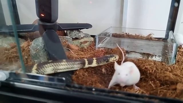 Мой Стасик каждую неделю смотреть онлайн