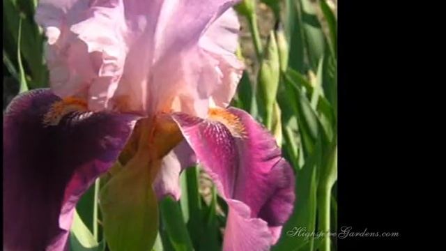 The Flowers of Highspire смотреть онлайн