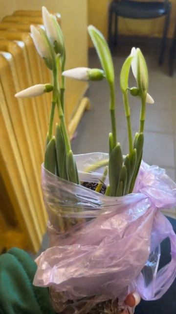 Подарили мне подснежники.Выкопали с земли в феврале😍👍 смотреть онлайн