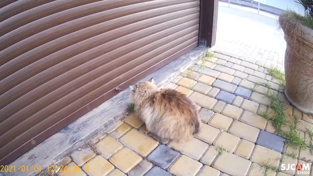 Античная беседка и котяра смотреть онлайн