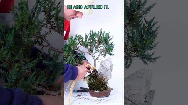 Creating a Juniper Bonsai on the Rock! смотреть онлайн
