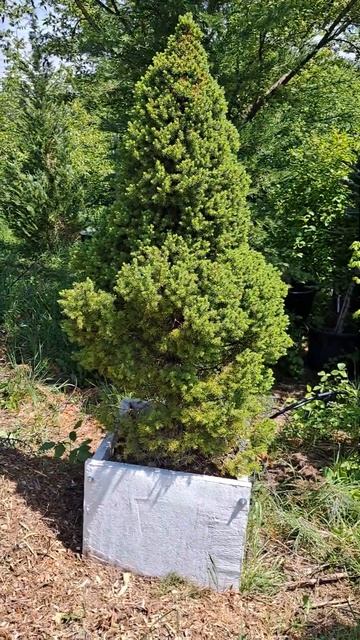 Picea glauca 'Conica' in Concrete Planter - http://greentip.ro смотреть онлайн